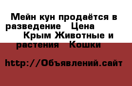 Мейн кун продаётся в разведение › Цена ­ 30 000 - Крым Животные и растения » Кошки   